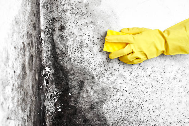 Best Local Mold Removal Service  in Carbonville, UT