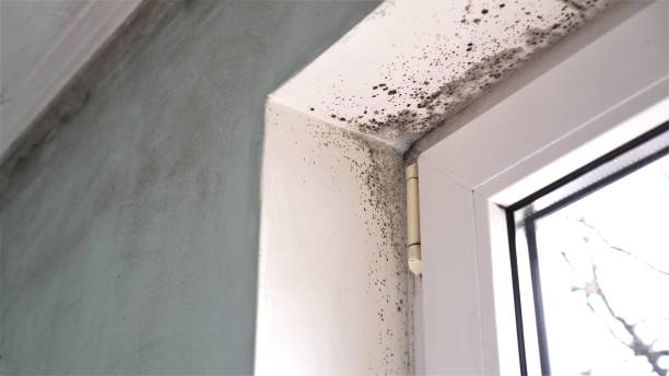 Best Best Mold Removal Companies  in Carbonville, UT