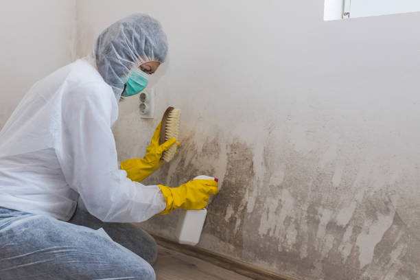 Best Mold Remediation Services  in Carbonville, UT