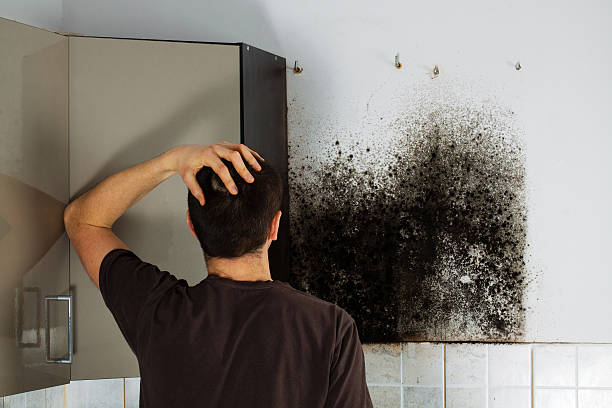 Best Certified Mold Removal  in Carbonville, UT