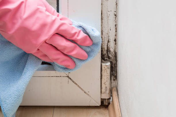 Best Fast Mold Removal  in Carbonville, UT