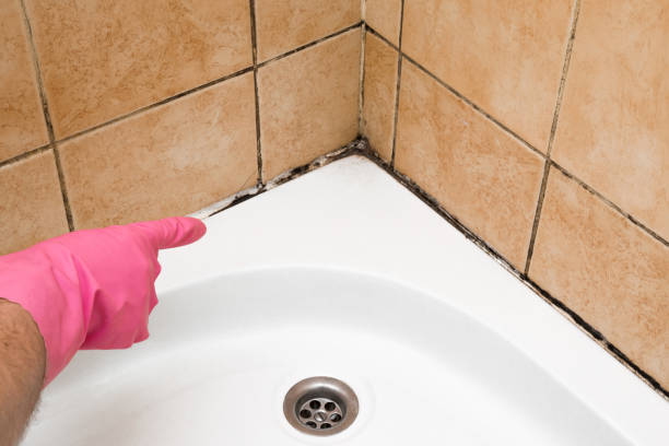 Best Professional Mold Removal  in Carbonville, UT